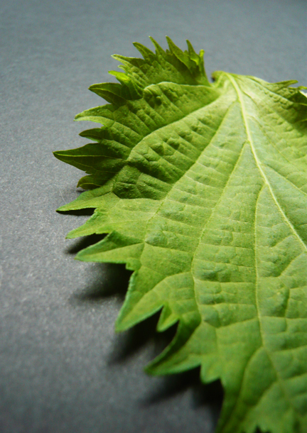 shiso