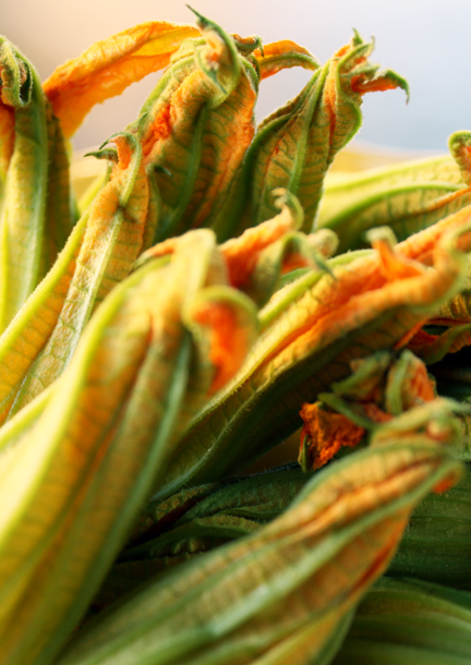 fleurs de courgette